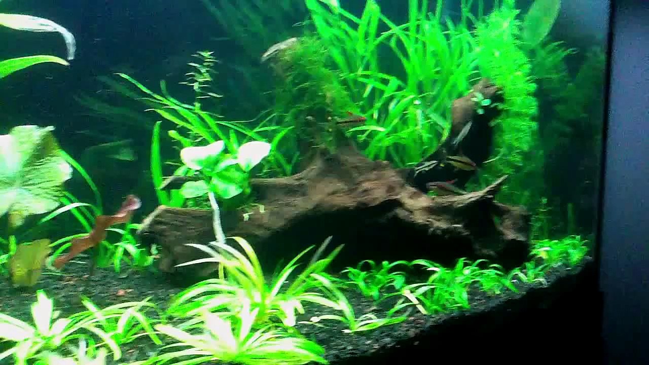 Puntius Denisonii Planted Aquarium