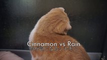 Cinnamon the Scottish Fold vs the Rain ♡ 雨が気になるシナモンそして朝のラテ