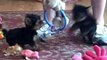 Teacup Yorkie Puppies named. Doll Baby & Bellini playing on June 13th 2010.mp4