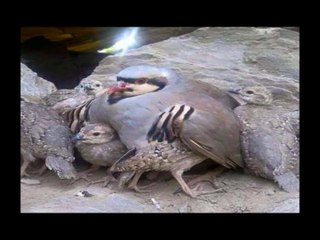 Why Koh E Qambar In Chagai Was Selected For Nuclear Test's