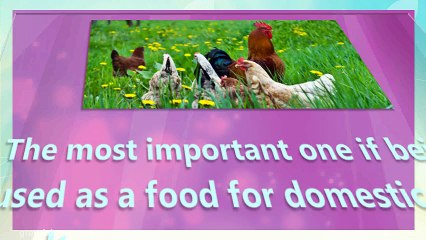 Choosing A Bird Seed
