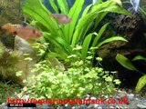 Easy Aquarium Plants Uk Fish Tank Canopy Information