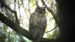 Great Horned Owls Harassed by Crows