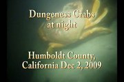 Dungeness Crabs at Night