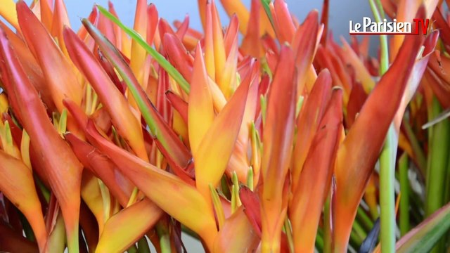 Fête des mères : les fleurs exotiques ont la cote