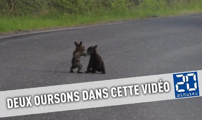Deux oursons se bagarrent de manière adorable