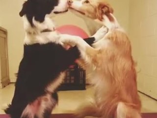 Border collies share loving moment