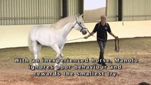 DVD Clip # 2 Manolo Mendez introduces an inexperienced horse to lunging and changes of direction
