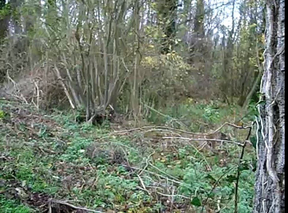 sangliers ratés bravo Didier