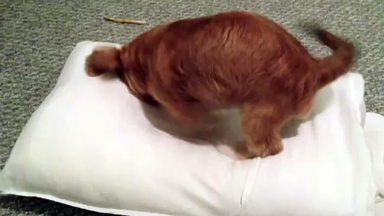 Chewy Time: Digging Mission
