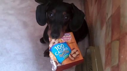 Treats For Dachshund And Dachshund Only - The Translation