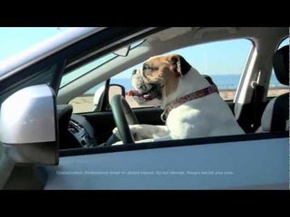 Cachorro na praia não é proibido - pelo menos, não no comercial da Subaru