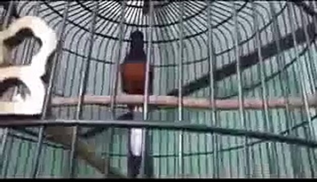 Kicau Mania | Murai Batu Full Isian Juara Nasional Mei_2014