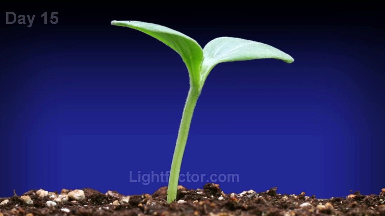 Watermelon Plant Time Lapse Video Dailymotion