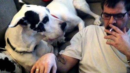 Great Dane and Boxer Gently Demand Affection