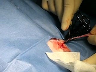 Neuter 2, Castration 2