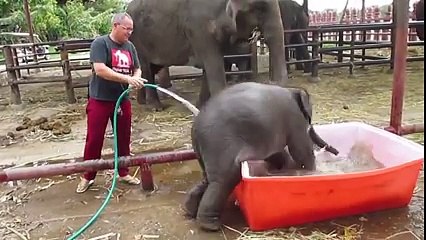 Funny (Baby elephant taking bath)