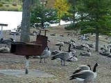 Geese at Hermitage Park Sept 23/2008