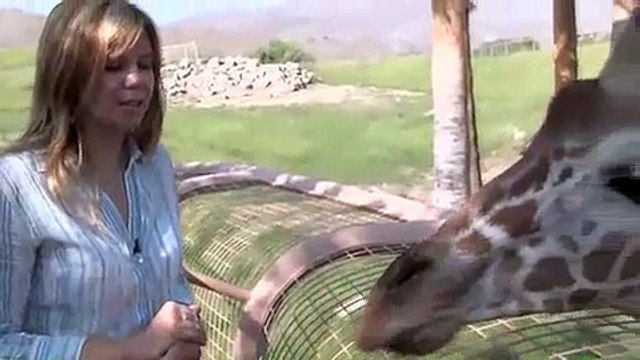 The Giraffes at Living Desert, Palm Desert Ca.