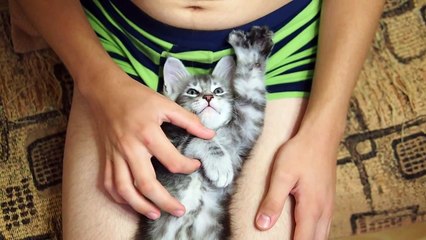 Maine Coon Cat Video - Maine Coon Curiosities - Polydactyl Maine Coons