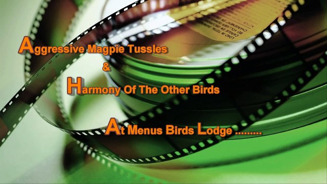 Magpies Fighting & Blue Tits Bathing In My Garden