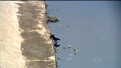 Cachorro se diverte recolhendo lixo do Rio Tietê