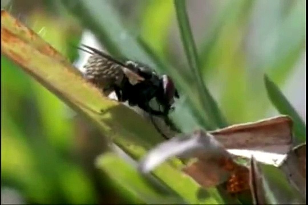 Triclops! Love Song For The Botfly