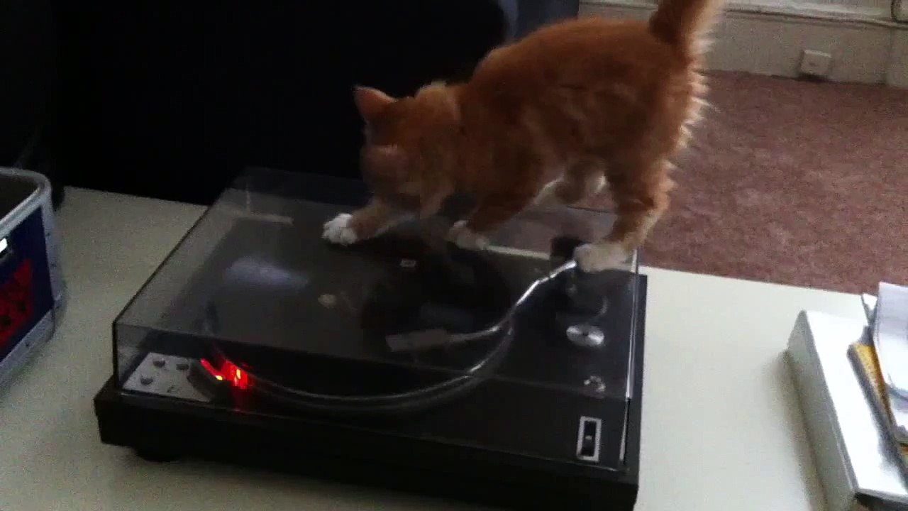 Cat Scratch Vinyl Fever