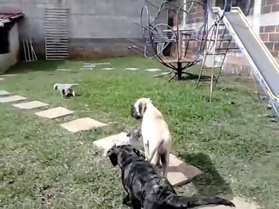 Mastin Ingles vrs. Mastin Napolitano