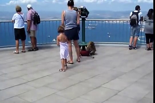 LOS MONOS DE GIBRALTAR, mono robando mochila, PEÑON DE GIBRALTAR, hioputi monkey