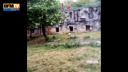 A crane Vs Two tigers at a zoo in China