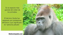 Gorila - Características