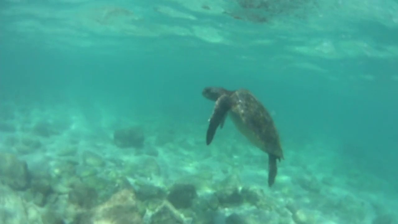 015 Galápagos