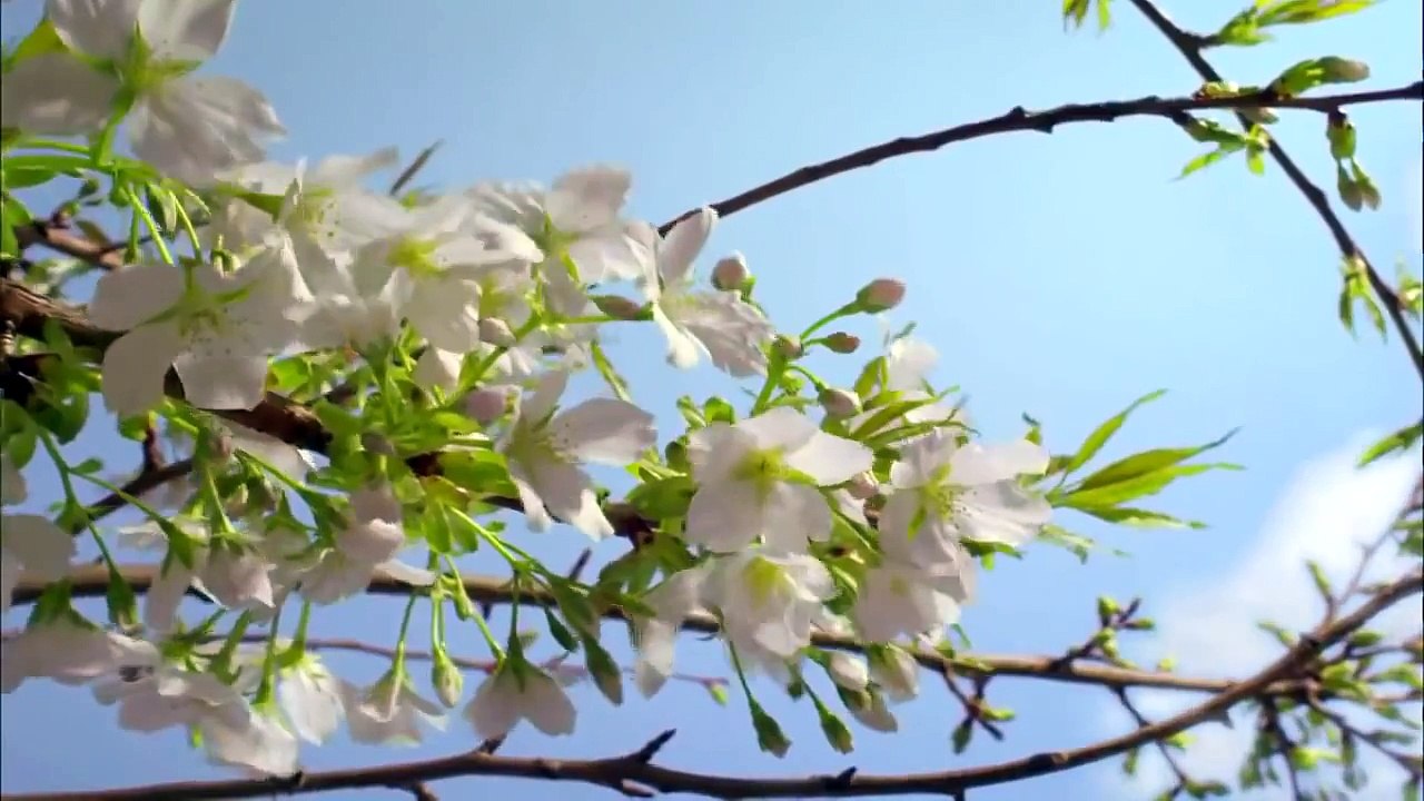Planète Terre. Paysage de nature étonnante 1080p HD