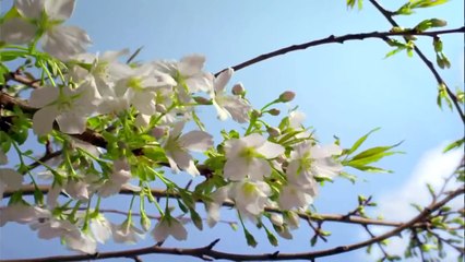Planète Terre. Paysage de nature étonnante 1080p HD