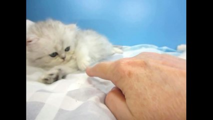 Silver Persian kittens