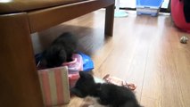 子猫拾いました。I picked up a stray kitten 【cat】