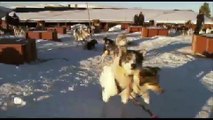 Hurtigruten - Husky dog sledding in Tromso