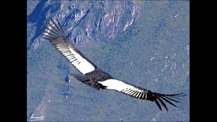 EL CONDOR PASA - Orchestral and Excerpt for Piano