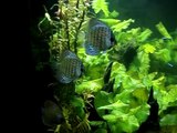 Aquarium Plants Uk Buy Fish Tank Bubbler ,Help