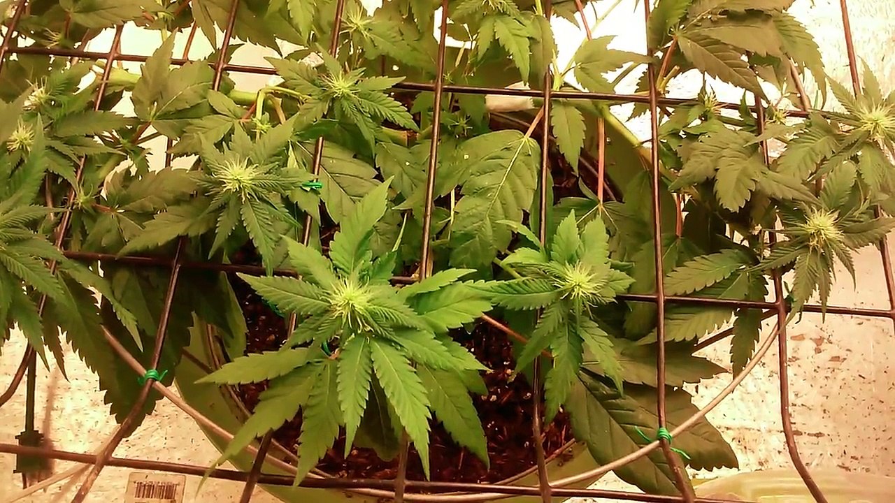 CFL-Modular ScrOG-Day 8 Bloom-439w