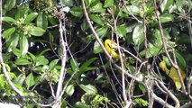 Nature Trees and Birds -  Black Headed Golden Oriole ,Red-vented Bulbul,Plam Squirrel & Other Birds