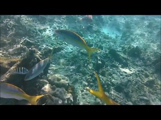 Snorkeling in the Dominican Republic