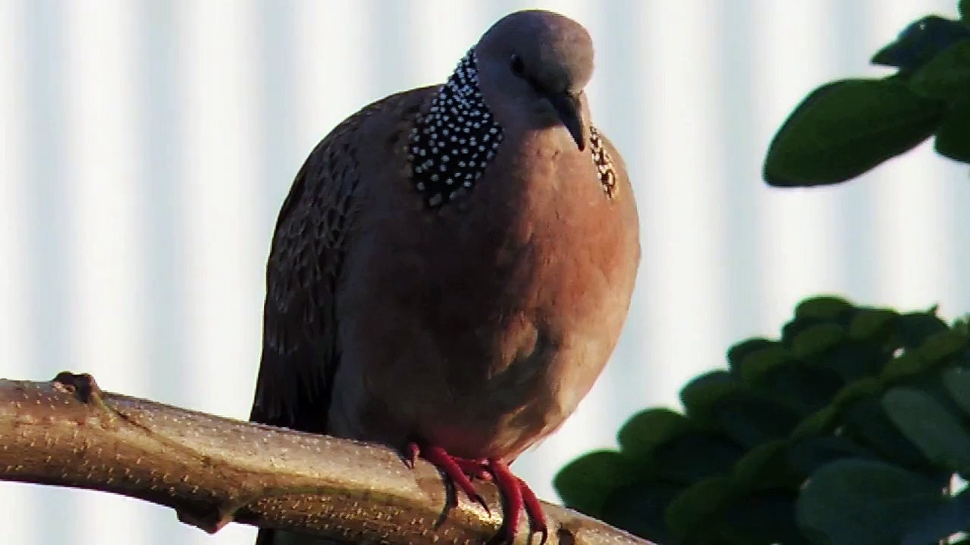 ⁣Sound of Spotted Dove + many bird songs in the background