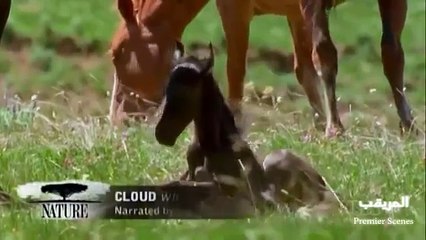 مهر يقتل بطريقه وحشيه