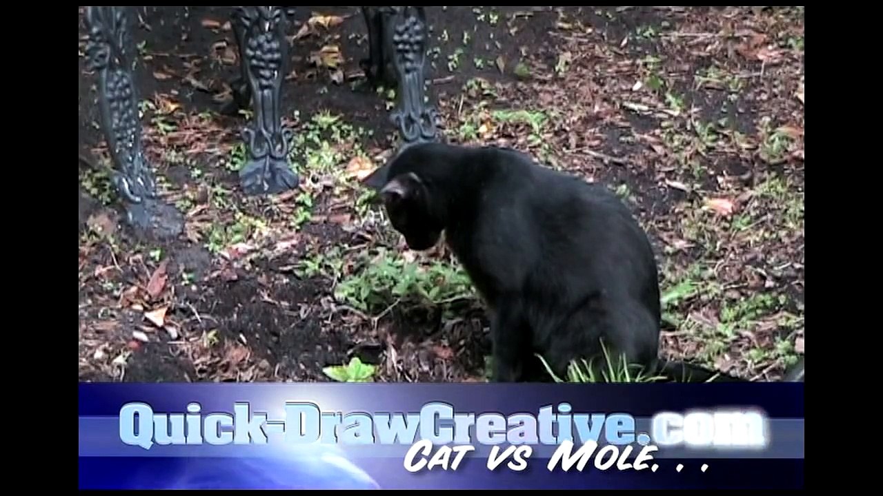 Cat vs Mole