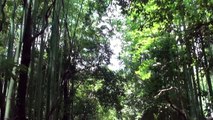 ラブラドール　ムックとラム　ラムの初夏の嵐山散歩