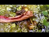 Summer Pondlife - Newts, Froglets, Tadpoles