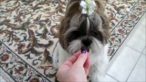 Shih Tzu dog Lacey doing tricks and gets treats