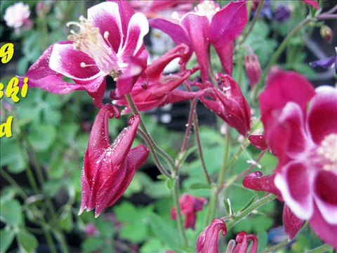 WiSH plays Ken Hirai Hi Tomi wo Tojite - music from Japan